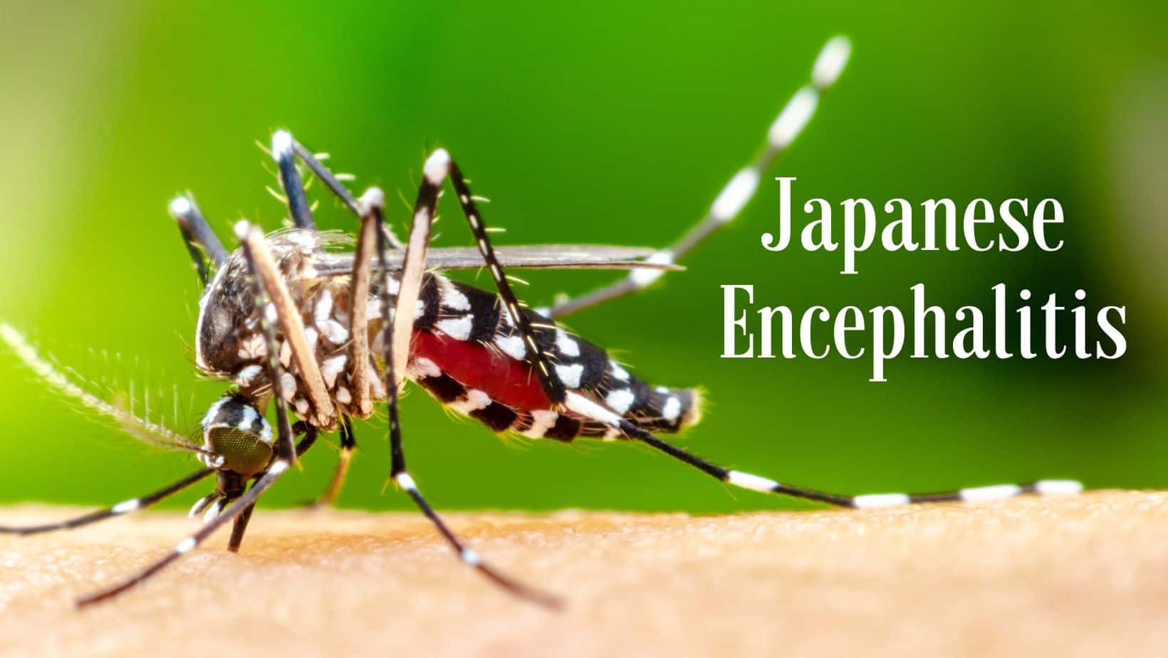 Mizoram Records Japanese Encephalitis' First Case To Bivalent Covid-19 Vaccine In India: Top Health Headlines of The Day
